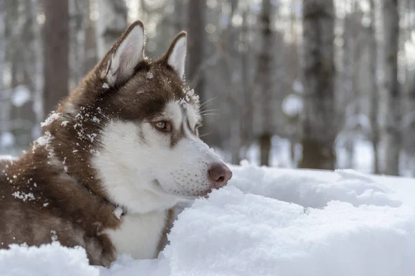 Retrato de perro husky siberiano marrón sobre fondo del bosque de invierno. Retrato vista lateral —  Fotos de Stock