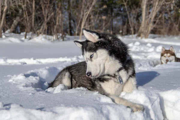 Хаскі собака лежить на снігу . — стокове фото