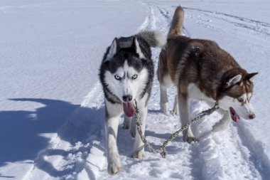 Köpekler karlı yolda koşarlar. Takım iki Sibirya husky köpek kar üzerinde açık Güneşli kış gününde çalıştırın.