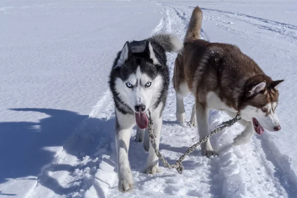 Os cães correm no caminho nevado. Dois cães husky siberianos em equipe correm no dia de inverno ensolarado claro na neve . — Fotografia de Stock