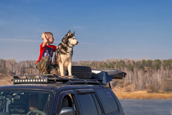 Αγόρι (ηλικίας 8 ετών) με ένα κόκκινο πουκάμισο που κάθεται στην οροφή του αυτοκινήτου και αγκαλιάζει τους συντρόφους του σκύλου. Η Σιβηρία Huskies σκυλιά με ένα παιδιού. — Φωτογραφία Αρχείου