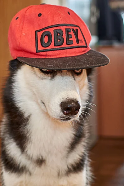Perro de cría siberiano en una tapa de béisbol roja —  Fotos de Stock