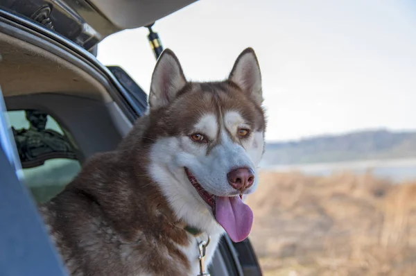 Retrato marrón perro husky siberiano en el vagón del maletero. Vista frontal, perro sonriente con la lengua afuera. Husky mirando a la cámara, a ti — Foto de Stock