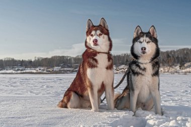 Kış arka plan üzerinde sarı ve mavi gözleri husky köpeklerin güzel portre. Snow Sunny arka plan. Sevimli evcil hayvanlar. Mutlu evcil hayvanlar.