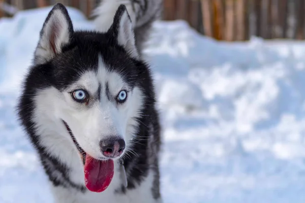 Ritratto di un bellissimo cane siberiano con gli occhi azzurri sorridente e muscoloso con la lingua sporgente. Sfondo invernale, copiare spazio . — Foto Stock