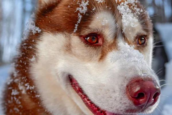 Retrato adorável de incrível saudável e feliz adulto siberiano husky cão na floresta de inverno. Fechar . — Fotografia de Stock