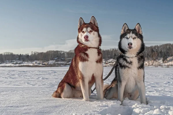 Belo retrato de olhos amarelos e azuis cães husky no fundo de inverno. Fundo ensolarado de neve. Animais domésticos bonitos. Animais de estimação felizes . — Fotografia de Stock