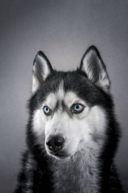 Güzel portre Husky. Stüdyoda gri arka plan üzerinde stüdyo portre Sibirya Husky köpek.