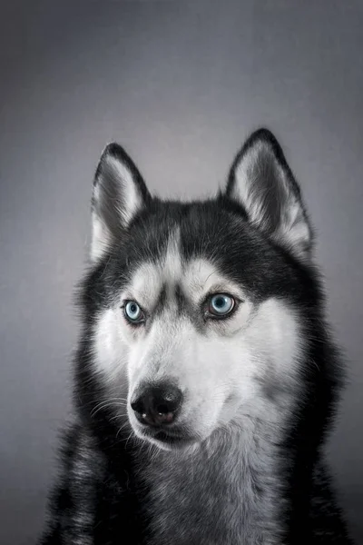 Krásný portrét, huský. Studiový portrét sibiřský huský pes na šedém pozadí ve studiu. — Stock fotografie