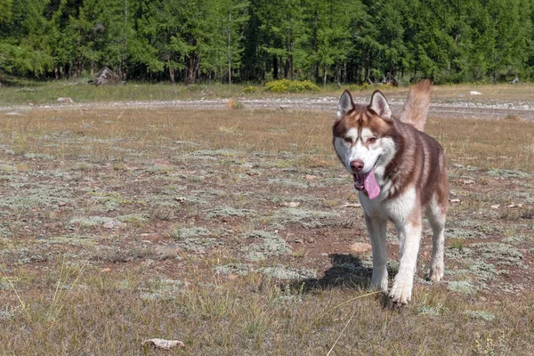 Huskyho pes běží. Dobrodružství z portrétního psa, který mu vystrčil jazyk. Šťastný mazlíček. Letní zábavné dobrodružství. Kopírovat místo. — Stock fotografie