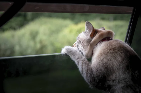 Cat looking out the car window. Copy space. Side view from behind. — Stock Photo, Image