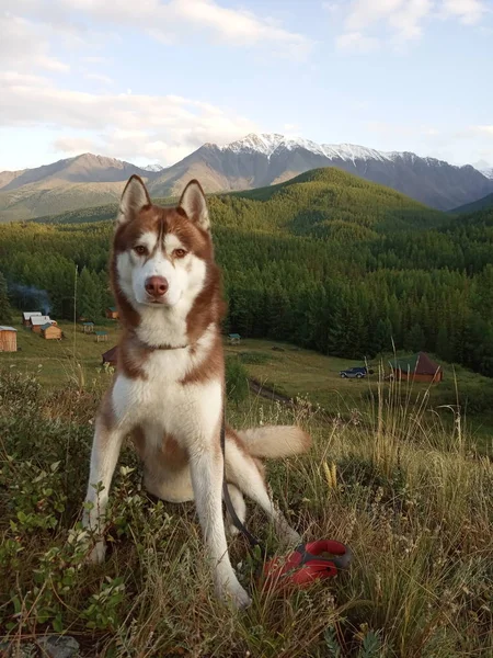 Husky hond op de achtergrond van besneeuwde bergen en groene naald bos. Avond portret van bruin Siberische Husky in de bergen. — Stockfoto