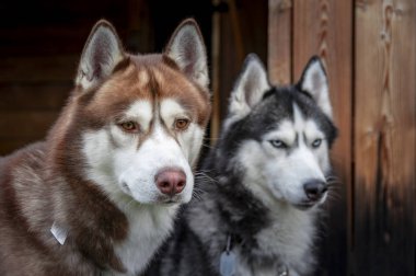 Odunsu bir arka plan üzerinde iki husky köpek güzel bir portre. Sonbahar arka planı.