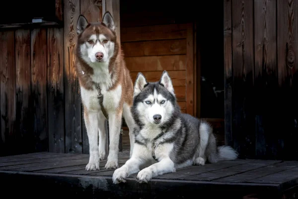 Two beautiful hasei dogs rest on the wooden porch of the house and look carefully ahead. — Stock Photo, Image