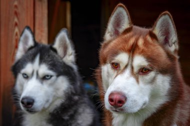 Ahşap bir arka plan üzerinde Sibirya huskies portresi. Sevimli kabarık husky köpekler. Sevimli köpek kafası.