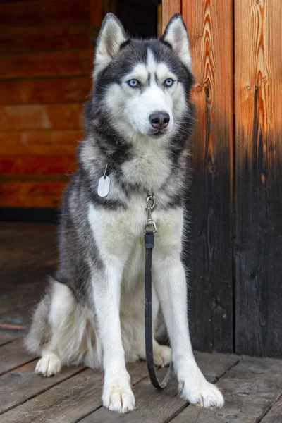 Retrato de cão husky com olhos azuis em fundo lenhoso. Cão na aldeia senta-se no alpendre de madeira da casa e olha cuidadosamente em frente. preto e branco adorável husky cão — Fotografia de Stock