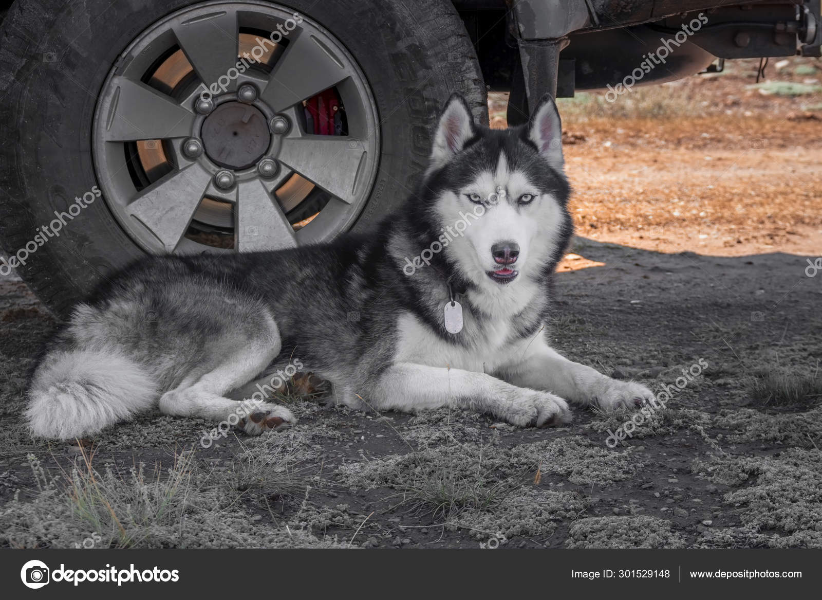 青い目をしたシベリアのハスキー犬が車の車輪に横たわり カメラを見る ストック写真 C Westsib