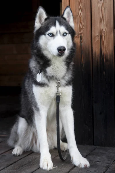 Porträtt av en blåögda vackra Siberian Husky hund — Stockfoto
