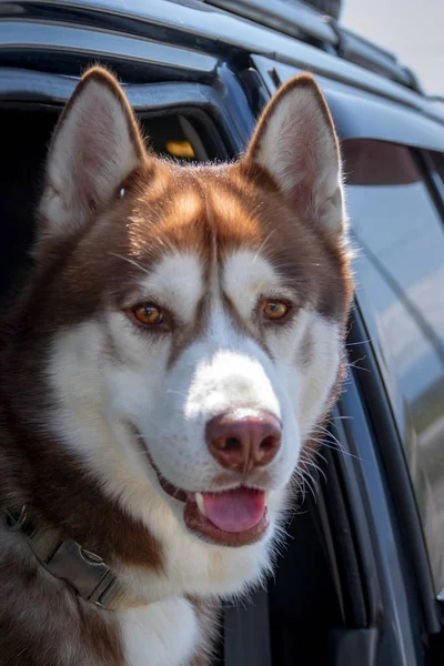 Os cães viajam de carro. Brown siberiano Husky cão apreciando o passeio olha para fora de uma janela de carro aberto — Fotografia de Stock