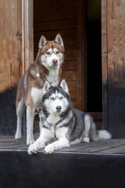 Bir orman evinin verandasında dinlenen iki güzel husky köpek portresi. Mavi gözlü ve sarı gözlü husky köpeklerin sonbahar portresi.