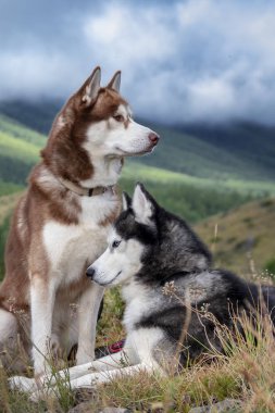 Portre iki Sibirya husky köpekler ormanlık dağlar ve bulutlar ile gökyüzüne karşı. Sibirya Huskies dağlarda yürüyüş.
