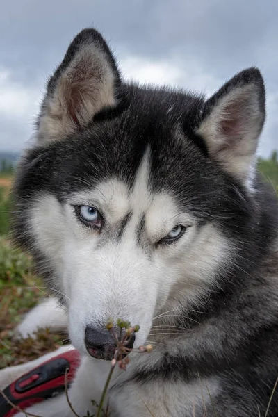 Mörkgrå och vit manlig Siberian Husky med blå ögon. Närbild porträtt Sad Husky hund — Stockfoto