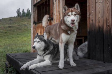 Yaramaz köpek arkadaşları. Ahşap evin verandasında iki Sibirya huskies dinleniyor. Kırmızı ve siyah beyaz köpekler