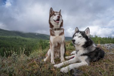 Sibirya husky dağ yaz ormanda istirahat. Yürüyüşte iki husky köpek. Mavi gözlü kahverengi ve siyah beyaz köpekler
