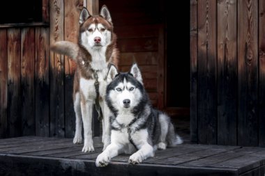 Portre iki Sibirya husky köpekler koyu ahşap arka plan karşı. Husky köpekleri verandada oturun.