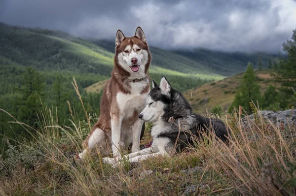 Köpeklerle yürüyüş. Dağlarda orman ve bulutların arka planda iki Sibirya huskies.