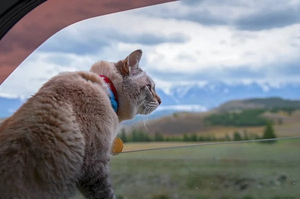 Cat regarde par la fenêtre ouverte. Voyage en voiture avec chat aux yeux bleus . — Photo