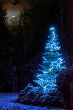 Kış ormanında gece vakti etrafı karla kaplı çam ağaçlarıyla çevrili aydınlanmış Noel ağacı. Parlak mavi ışık çelenkleri