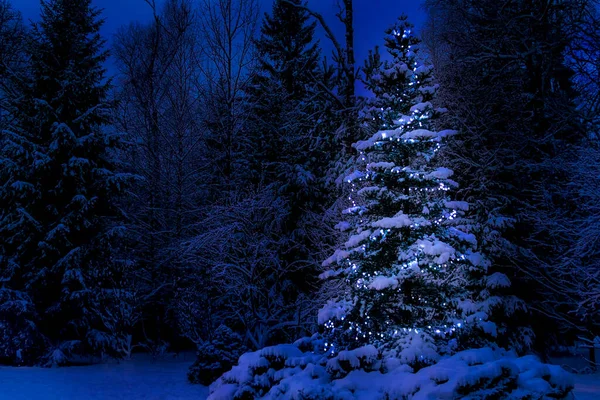 Albero di Natale illuminato nella neve durante la notte d'inverno, copiare spazio — Foto Stock