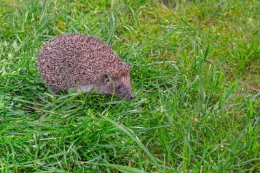 Yeşil çimlerin üzerinde kirpi, yan görüş