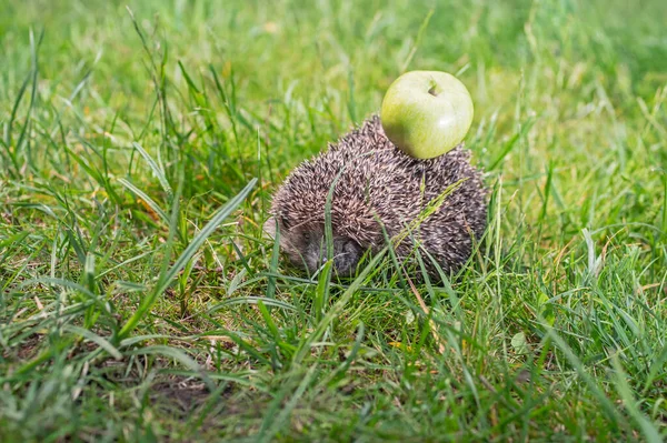 Landak dengan apel hijau di punggungnya. Hedgehog membawa apel pada jarum di halaman hijau — Stok Foto