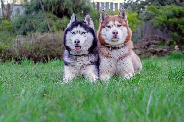 Due cani husky siberiani si trovano sull'erba verde nel giardino serale. Vista frontale — Foto Stock