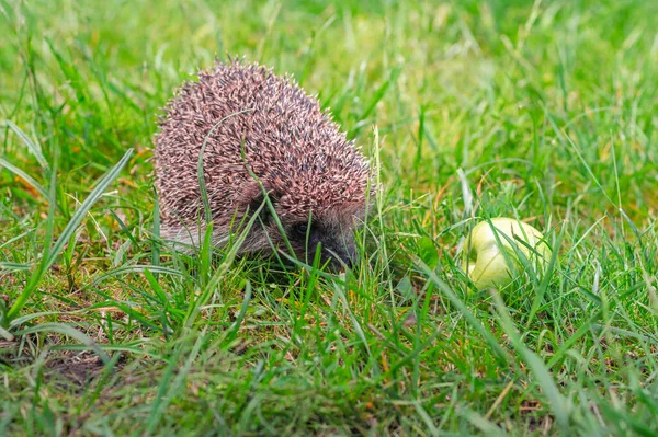 Hedgehog dengan halaman hijau apel — Stok Foto