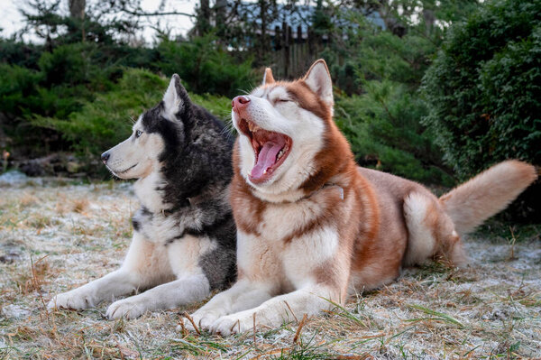 Beautiful portrait of two husky dogs. Red dog yawns. Adorable siberian husky dogs on frost green background.