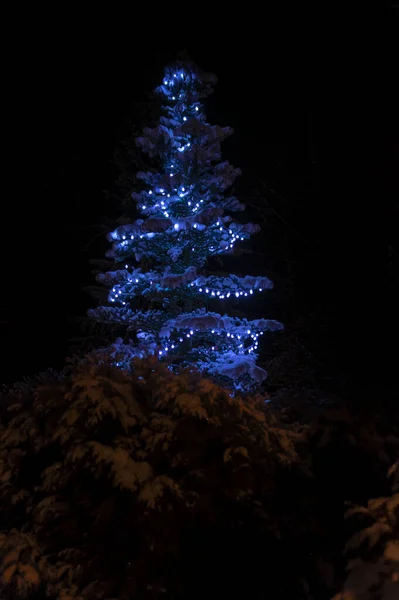 Julgran med ljusa festliga blå ljus i vinter natt skog. — Stockfoto