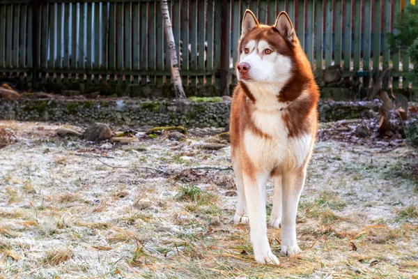 Perro rojo husky siberiano en otoño Park —  Fotos de Stock