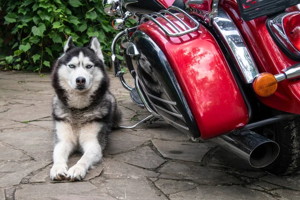 Husky chien se trouve près de la moto — Photo