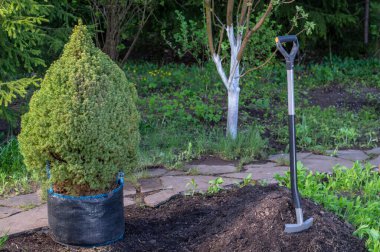 Bahçedeki bitki ağacı. Hobiler, tohum ekme.