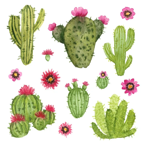 Aquarel Cactus Handgeschilderde Geïsoleerde Elementen — Stockfoto