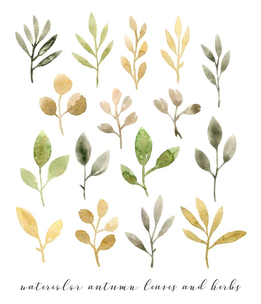 Φθινόπωρο Φύλλα Ακουαρέλας Και Βότανα Χέρι Ζωγραφική Απομονωμένα Στοιχεία — Φωτογραφία Αρχείου
