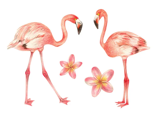 Tropische Exotische Vogels Bloemen Flamingo Plumeria Hand Tekenen Kleurpotloden Illustratie — Stockfoto