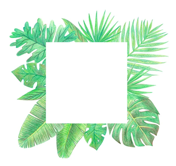 tropical exotic palm leaves frame. hand drawing colored pencils illustration. isolated elements