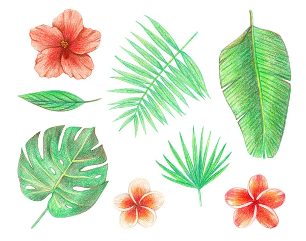 Hojas Exóticas Tropicales Flores Hojas Palma Hibisco Plumeria Dibujo Mano —  Fotos de Stock