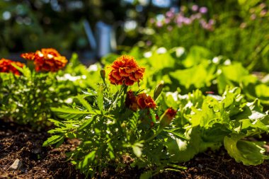 Genç marul ve bahçede sebze fide. 