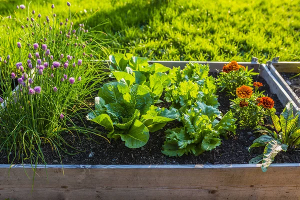 Junges Gemüse Und Blumen Holzcontainern Garten — Stockfoto
