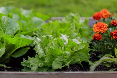 Genç marul ve bahçede sebze fide. 